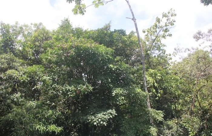 Figura. 1 Habitad, <i>Dendropanax arboreus</i>, (Araliaceae). Area deConservación Guanacaste, Sector RincónRain Forest, Cafecito. (elevación 455 metros), colectada el 25 Diciembre 2025. Foto. Jorge Hernández.  