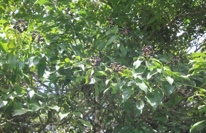 Figura. 2 Habitad, <i>Dendropanax arboreus</i>, (Araliaceae). Area deConservación Guanacaste, Sector RincónRain Forest, Cafecito. (elevación 455 metros), colectada el 25 Diciembre 2025. Foto. Jorge Hernández.  