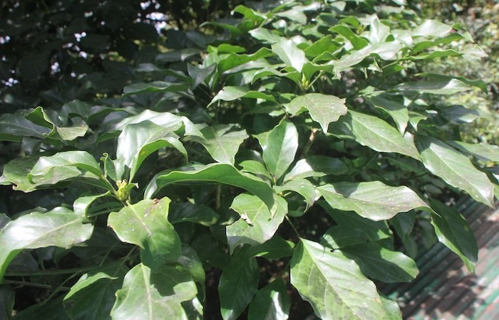 Figura. 3 Posición Hojas alternas, <i>Dendropanax arboreus</i>, (Araliaceae). Area deConservación Guanacaste, Sector RincónRain Forest, Cafecito. (elevación 455 metros), colectada 25  Diciembre 2025. Foto. Jorge Hernández.