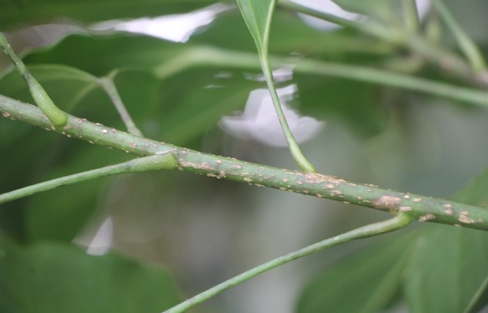 Figura. 4 Hojas posición, <i>Dendropanax arboreus</i>, (Araliaceae). Area deConservación Guanacaste, Sector RincónRain Forest, Cafecito. (elevación 455 metros), colectada 25 Diciembre 2025. Foto. Jorge Hernández.  