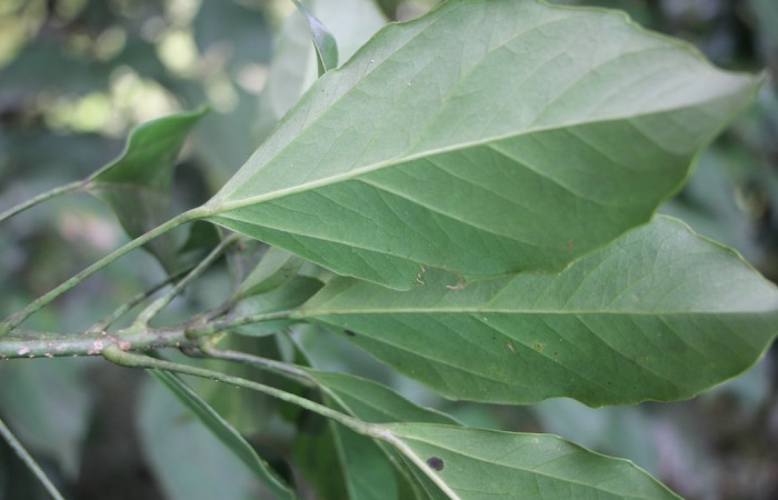 Figura. 6 Hojas envés, <i>Dendropanax arboreus</i>, (Araliaceae). Area deConservación Guanacaste, Sector RincónRain Forest, Cafecito. (elevación 455 metros), colectada 25 Diciembre 2025. Foto. Jorge Hernández.  