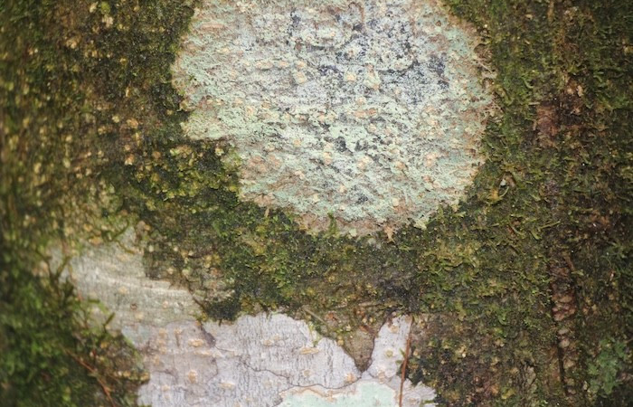 Figura. 7 Corteza, <i>Dendropanax arboreus</i>, (Araliaceae). Area deConservación Guanacaste, Sector RincónRain Forest, Cafecito. (elevación 455 metros), colectada 25 Diciembre 2025. Foto. Jorge Hernández.  