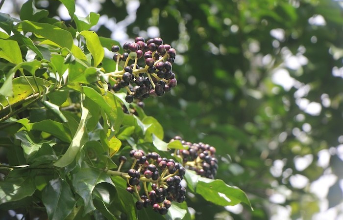 Figura. 8 Frutos, <i>Dendropanax arboreus</i>, (Araliaceae). Area deConservación Guanacaste, Sector RincónRain Forest, Cafecito. (elevación 455 metros), colectada 25 Diciembre 2025. Foto. Jorge Hernández.  