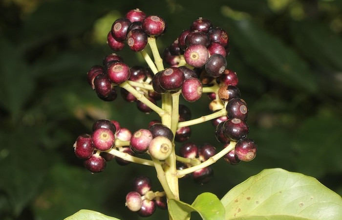 Figura. 9 Frutos en racimo, <i>Dendropanax arboreus</i>, (Araliaceae). Area deConservación Guanacaste, Sector RincónRain Forest, Cafecito. (elevación 455 metros), colectada 25 Diciembre 2025. Foto. Jorge Hernández.  
