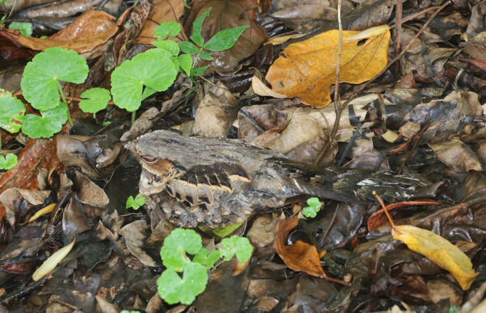Figura 1. <i>Nyctidromus albicollis</i>, (Caprimulgidae). Estación Biológica San Gerardo. Foto Carolina Cano, 10 marzo 2026.
