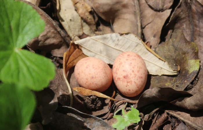 Figura 2. Huevos de <i>Nyctidromus albicollis</i>, (Caprimulgidae). Estación Biológica San Gerardo. Foto Carolina Cano. Foto. 14 marzo 2026.