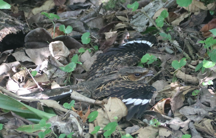 Figura 4. <i>Nyctidromus albicollis</i>, (Caprimulgidae). Estación Biológica San Gerardo. Foto Gloria Sihezar. Foto. 19 marzo 2026.