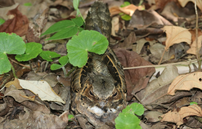 Figura 3. <i>Nyctidromus albicollis</i>, (Caprimulgidae). Estación Biológica San Gerardo. Foto Gloria Sihezar. Foto. 19 marzo 2026.