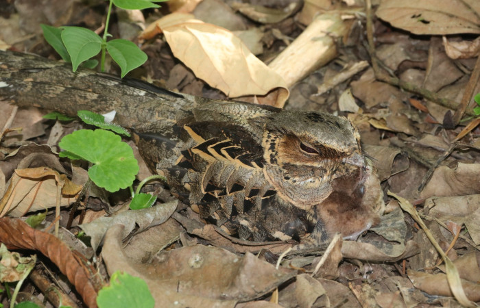 Figura 7. Adulto y pichón <i>Nyctidromus albicollis</i>, (Caprimulgidae). Estación Biológica San Gerardo. Foto Carolina Cano. 24 de marzo 2026.