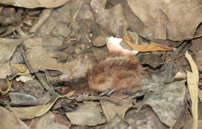 Figura 6. Pichón <i>Nyctidromus albicollis</i>, (Caprimulgidae). Estación Biológica San Gerardo. Foto Carolina Cano. 24 de marzo 2026.
