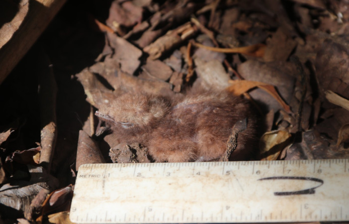 Figura 5. Pichón <i>Nyctidromus albicollis</i>, (Caprimulgidae). Estación Biológica San Gerardo. Foto Carolina Cano. 24 de marzo 2026.