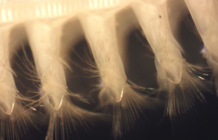 Podios con las quetas  Proyecto BioMar-ACG  Playa Naranjo, Parque Nacional Santa Rosa  2024  Foto: Waoimi Miranda