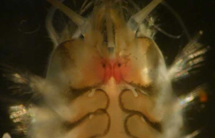 Proyecto BioMar-ACG  Playa Naranjo, Parque Nacional Santa Rosa  2024  Foto: Jeffrey Sibaja