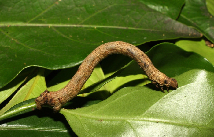  Larva en posición lateral de <i>Prochoerodes</i> marcianaDHJ01 (Geometridae), U estadio. Sector Cacao, Estación Gongora. Voucher 17-SRNP-36173-DHJ734141.jpg.
