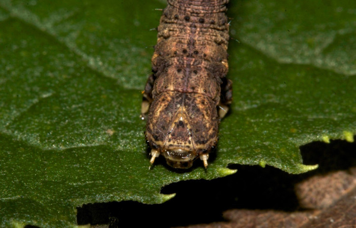 Cabeza posición frontal de <i>Prochoerodes</i> marcianaDHJ01 (Geometridae), U estadio. Sector Pitilla, Loaiciga. Voucher 19-SRNP-30133-DHJ749209.jpg.
