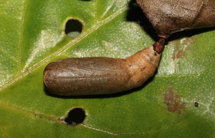 Pupa posición dorsal de <i>Prochoerodes</i> marcianaDHJ01 (Geometridae). Sector Del Oro, Tangelo. Voucher 20-SRNP-20096-DHJ773328.jpg.
