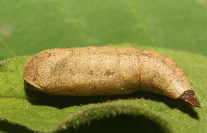 Pupa posición lateral de <i>Prochoerodes</i> marcianaDHJ01 (Geometridae). Sector Pitilla, Pasmompa. Voucher 20-SRNP-70765-DHJ752860.jpg.
