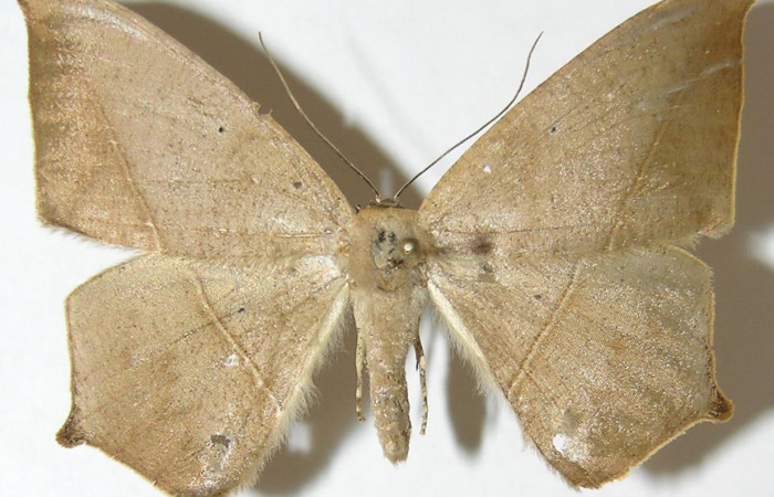  Adulto en posición dorsal de <i>Prochoerodes</i> marciana DHJ01 (Geometridae). Sector Santa Rosa, Bosque Húmedo. Voucher 08-SRNP-45058-DHJ505626.
