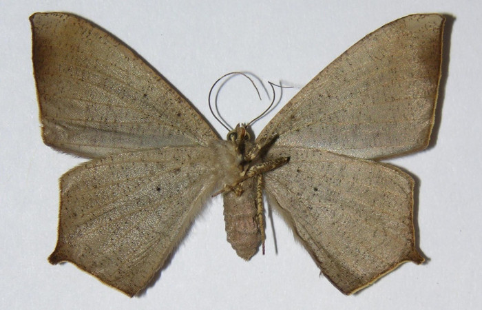  Adulto en posición ventral de <i>Prochoerodes</i> marciana DHJ01 (Geometridae). Sector Ccao, Sendero Nayo Voucher 03-SRNP-22407-DHJ324759