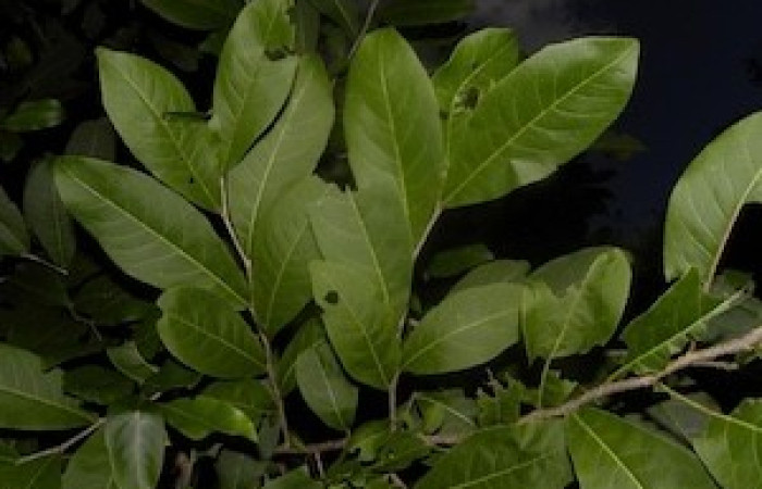 Haz de hojas de <i>Casearia corymbosa</i> (Salicaceae), planta hospedera de <i>Prochoerodes</i> marcianaDHJ01 (Geometridae. Tomado de PlantNet, Área de Conservación Guanacaste, Costa Rica.