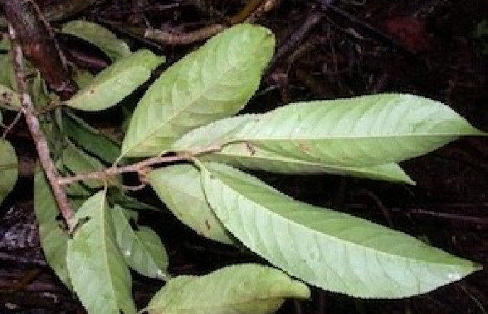 Envés de hojas de <i>Casearia corymbosa</i> (Salicaceae), planta hospedera de <i>Prochoerodes</i> marcianaDHJ01 (Geometridae. Tomado de PlantNet, Área de Conservación Guanacaste, Costa Rica.
