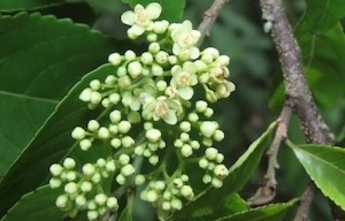  Flores de <i>Casearia corymbosa</i> (Salicaceae), planta hospedera de <i>Prochoerodes</i> marcianaDHJ01 (Geometridae. Tomado de PlantNet, Área de Conservación Guanacaste, Costa Rica.