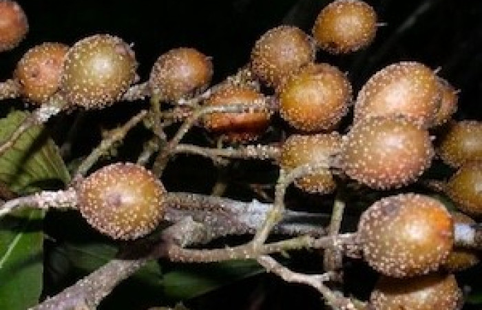  Frutos de <i>Casearia corymbosa</i> (Salicaceae), planta hospedera de <i>Prochoerodes</i> marcianaDHJ01 (Geometridae. Tomado de PlantNet, Área de Conservación Guanacaste, Costa Rica.