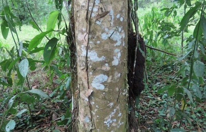  Corteza de <i>Casearia corymbosa</i> (Salicaceae), planta hospedera de <i>Prochoerodes</i> marcianaDHJ01 (Geometridae. Tomado de PlantNet, Área de Conservación Guanacaste, Costa Rica.