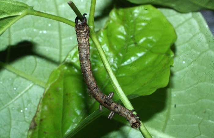  Larva en posición dorsal de <i>Prochoerodes</i> marciana (Geometridae), U estadio. Sector Del Oro, Quebrada Serrano. Voucher 18-SRNP-20355-DHJ711130.jpg.
