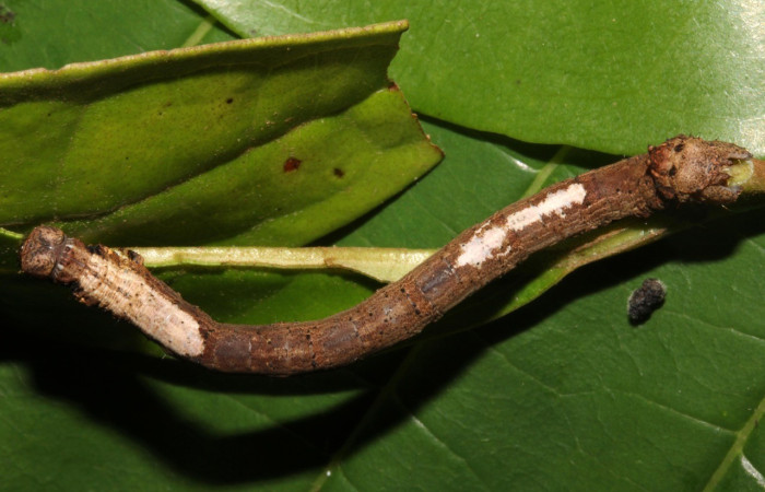  Larva en posición dorsal de <i>Prochoerodes</i> marcianaDHJ01 (Geometridae), U estadio. Sector Del Oro, Sendero Puertas. Voucher 19-SRNP-20425-DHJ756892.jpg.
