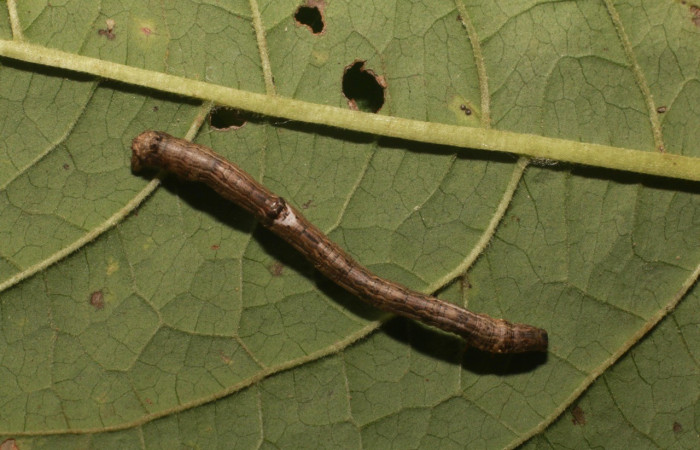  Larva en posición dorsal de <i>Prochoerodes</i> marcianaDHJ02 (Geometridae), U estadio. Sector Rincon Rain Forest, Cafecito. Voucher 21-SRNP-80452-DHJ785220.jpg.

