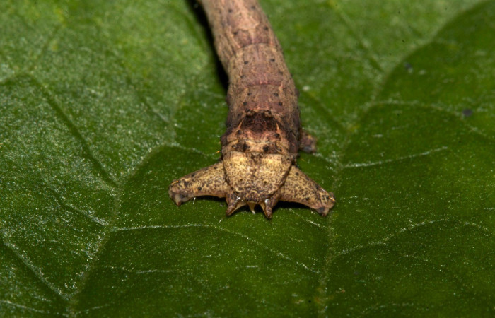 Cola posición frontal de <i>Prochoerodes</i> marcianaDHJ01 (Geometridae), U estadio. Sector Pitilla, Loaiciga. Voucher 19-SRNP-30133-DHJ749213.jpg.
