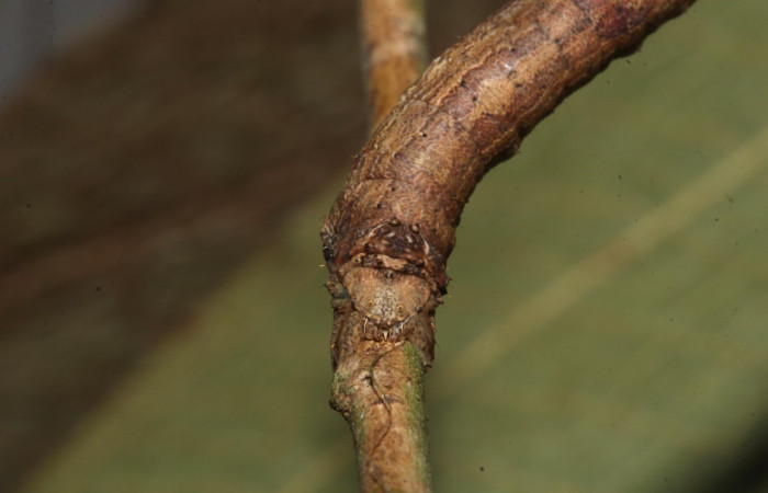 Cola posición frontal de <i>Prochoerodes</i> marcianaDHJ01 (Geometridae), PU estadio. Sector Pitilla, Sendero Mismo. Voucher 18-SRNP-30440-DHJ743830.jpg.
