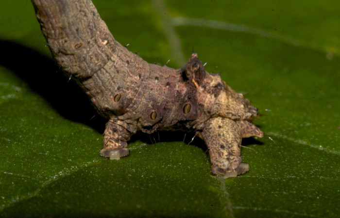 Cola posición lateral de <i>Prochoerodes</i> marcianaDHJ01 (Geometridae), U estadio. Sector Pitilla, Loaiciga. Voucher 19-SRNP-30133-DHJ749212.jpg.
