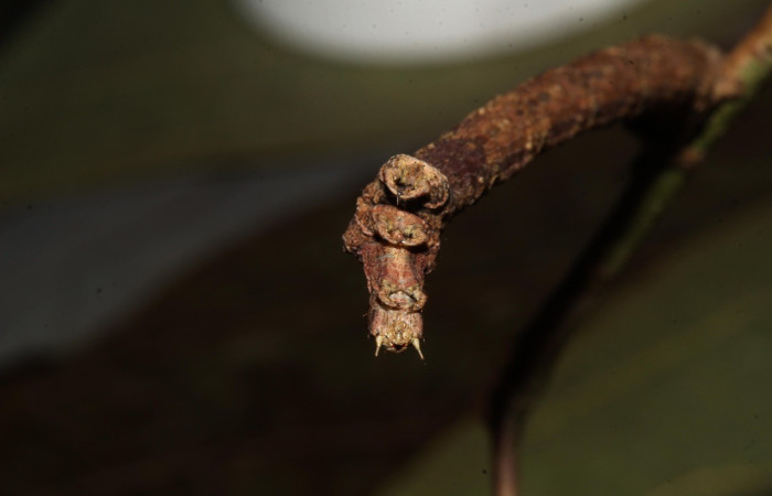 Cabeza posición frontal de <i>Prochoerodes</i> marcianaDHJ01 (Geometridae), U estadio. Sector Pitilla, Loaiciga. Voucher 18-SRNP-30440-DHJ743831.jpg.
