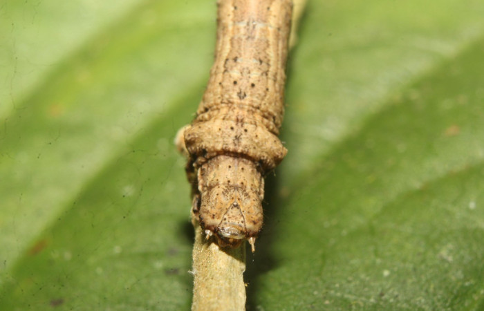 Cabeza posición frontal de <i>Prochoerodes</i> marcianaDHJ01 (Geometridae), U estadio. Sector Pitilla, Pasmompa. Voucher 20-SRNP-70765-DHJ752827.jpg.
