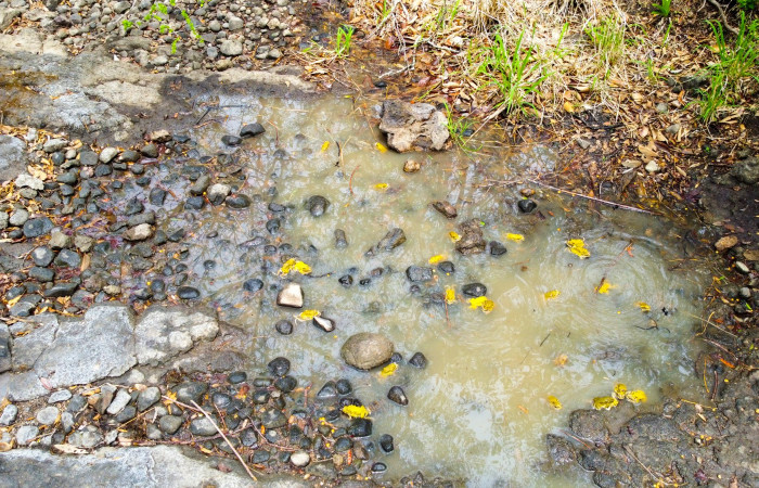 Parque Nacional Santa Rosa  Mayo 2022  Foto: Melissa Espinoza