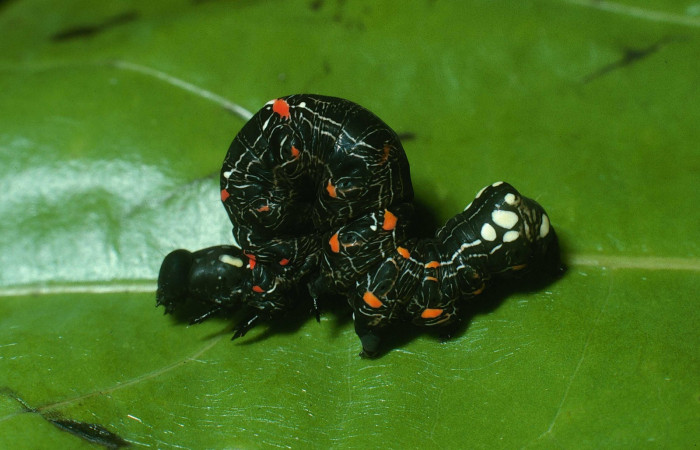 Fig. 16 Lateral entero <i>Gonodonta sicheas</i> (Erebidae), <i>Abuta panamensis</i>
(Menispermaceae), (17-SRNP-21592-DHJ710825.jpg ), Sector Cacao. (elevación 1060 metros). Colectada 11 Octubre 2003.