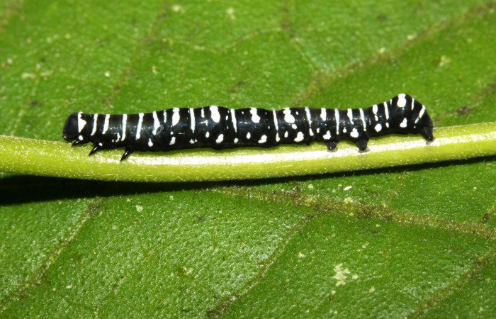 Fig. 2 Vista lateral entero <i>Gonodonta indentata</i> (Erebidae), <i>Abuta panamensis</i> (Menispermaceae), (13-SRNP-31173-DHJ701406.jpg), Sector Pitilla, Sendero Nacho. (elevación 710 metros). Colectada 26 Agosto 2013.