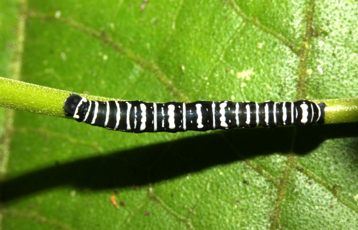 Fig. 1 Vista dorsal entero <i>Gonodonta indentata</i> (Erebidae), <i>Abuta panamensis</i> (Menispermaceae), (13-SRNP-31173-DHJ701407.jpg), Sector Pitilla, Sendero Nacho. (elevación 710 metros). Colectada 26 Agosto 2013.