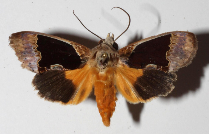 Figura 13. Adulto de <i>Gonodonta indentata</i> (Erebidae), vista dorsal.(15-SRNP-21155-DHJ918888.jpg).