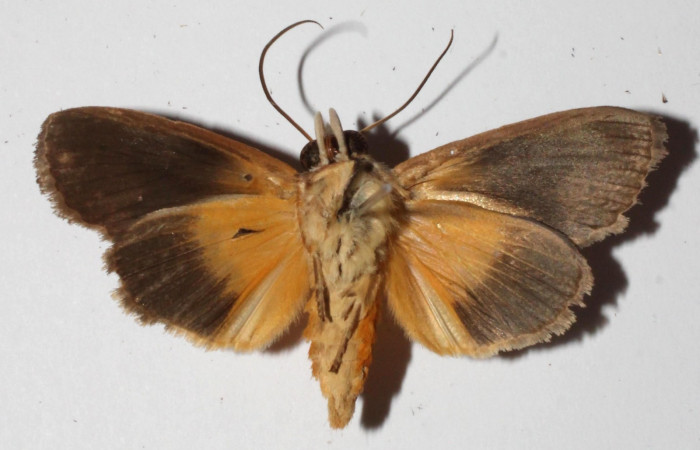 Figura 14. Adulto de <i>Gonodonta indentata</i> (Erebidae), vista ventral.(15-SRNP-21155-DHJ918889.jpg).