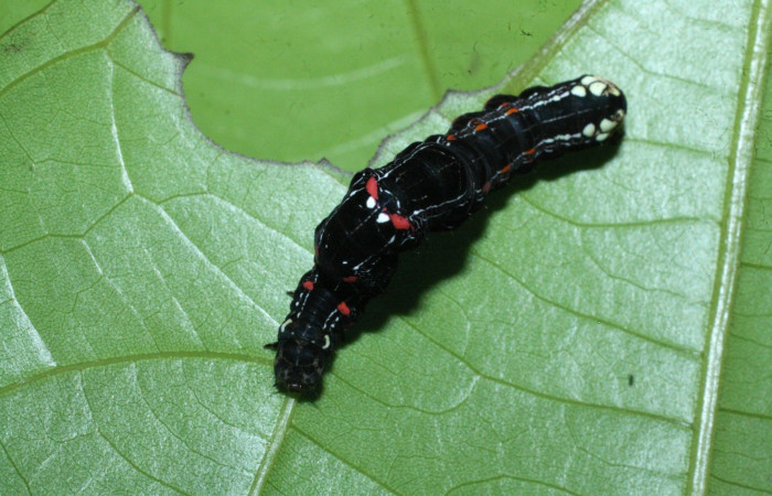 Fig. 15 Dorsal entero <i>Gonodonta sicheas</i> (Erebidae), <i>Abuta panamensis</i>
(Menispermaceae), (17-SRNP-21592-DHJ710825.jpg ), Sector Del Oro. (elevación 590 metros). Colectada 8 Diciembre 2017.