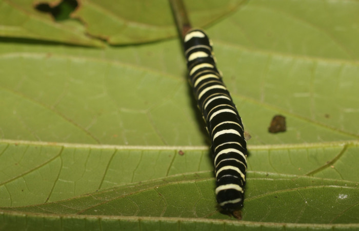 Fig. 8 Cabeza <i>Gonodonta indentata</i> (Erebidae), <i>Abuta panamensis</i>
(Menispermaceae), (18-SRNP-80702-DHJ715506.jpg), Estacón Leiva, Sendero Jacobo. (elevación 461 metros). Colectada 14 Setiembre 2018. Foto Anabelle Córdoba.