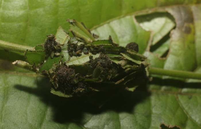 Fig. 9 Casa <i>Gonodonta indentata</i> (Erebidae), <i>Abuta panamensis</i>
(Menispermaceae), (18-SRNP-80702-DHJ715509.jpg), Estacón Leiva, Sendero Jacobo. (elevación 461 metros). Colectada 16 Setiembre 2018. Foto Anabelle Córdoba.