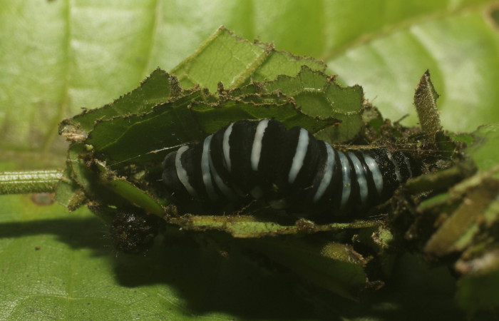 Fig. 10 Dorsal central <i>Gonodonta indentata</i> (Erebidae), <i>Abuta panamensis</i>
(Menispermaceae), (18-SRNP-80702-DHJ715512.jpg), Estacón Leiva, Sendero Jacobo.