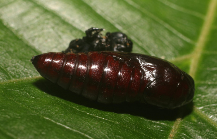 Fig. 11 Pupa <i>Gonodonta indentata</i> (Erebidae), (18-SRNP-80702-DHJ715514.jpg , Estacón Leiva, Sendero Jacobo. (elevación 461 metros). Colectada 18 Setiembre 2018. Foto Anabelle Córdoba.