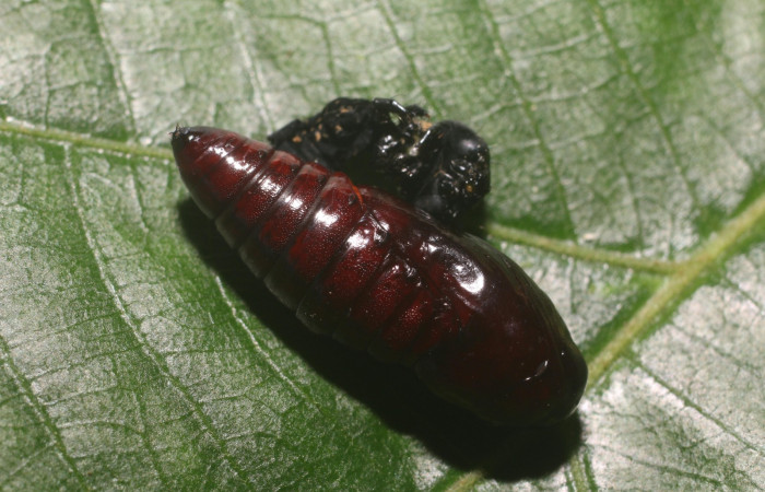 Fig. 12 Pupa <i>Gonodonta indentata</i> (Erebidae), (18-SRNP-80702-DHJ715515.jpg , Estacón Leiva, Sendero Jacobo. (elevación 461 metros). Colectada 18 Setiembre 2018. Foto Anabelle Córdoba.
