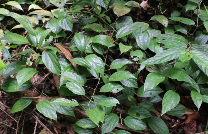 Figura 19. Planta hospedera de larva <i>Gonodonta indentata</i>, (Erebidae), <i>Abuta panamensis</i>, (Menispermaceae), posición hojas. Foto Ana Córdoba, 23 Marzo 2019.