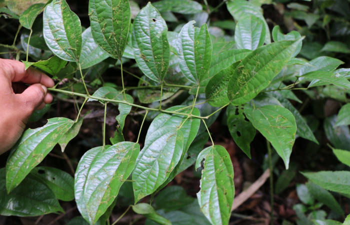 Figura 20. Planta hospedera de larva <i>Gonodonta indentata</i>, (Erebidae), <i>Abuta panamensis</i>, (Menispermaceae), posición haz. Foto Ana Córdoba, 23 Marzo 2019.